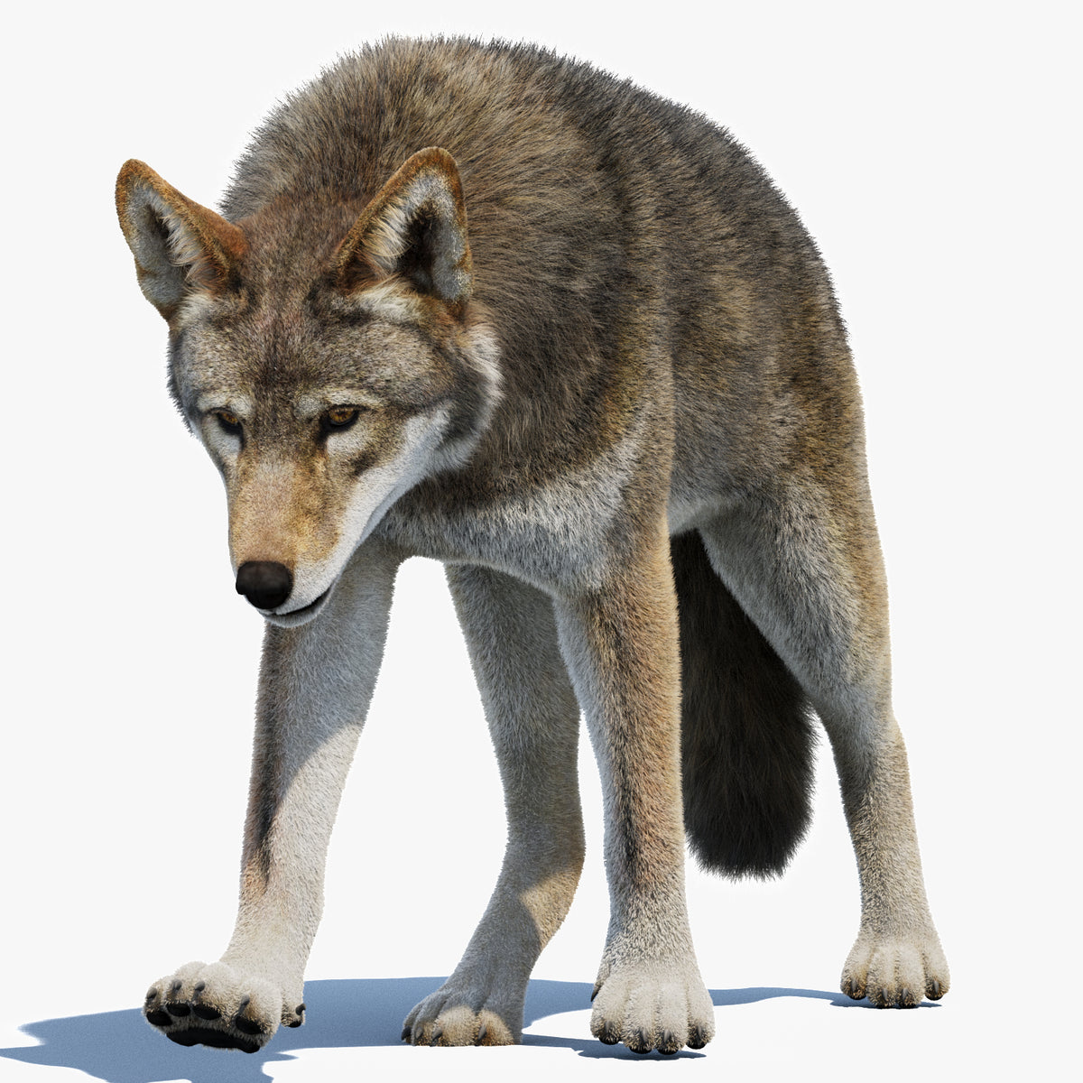 Animated Red Wolf 3D Model Fur