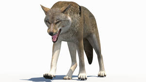 Red Aggressive Wolf 3d Model Animated Thumbnail