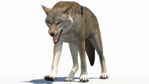 Red Aggressive Wolf 3d Model Animated Thumbnail