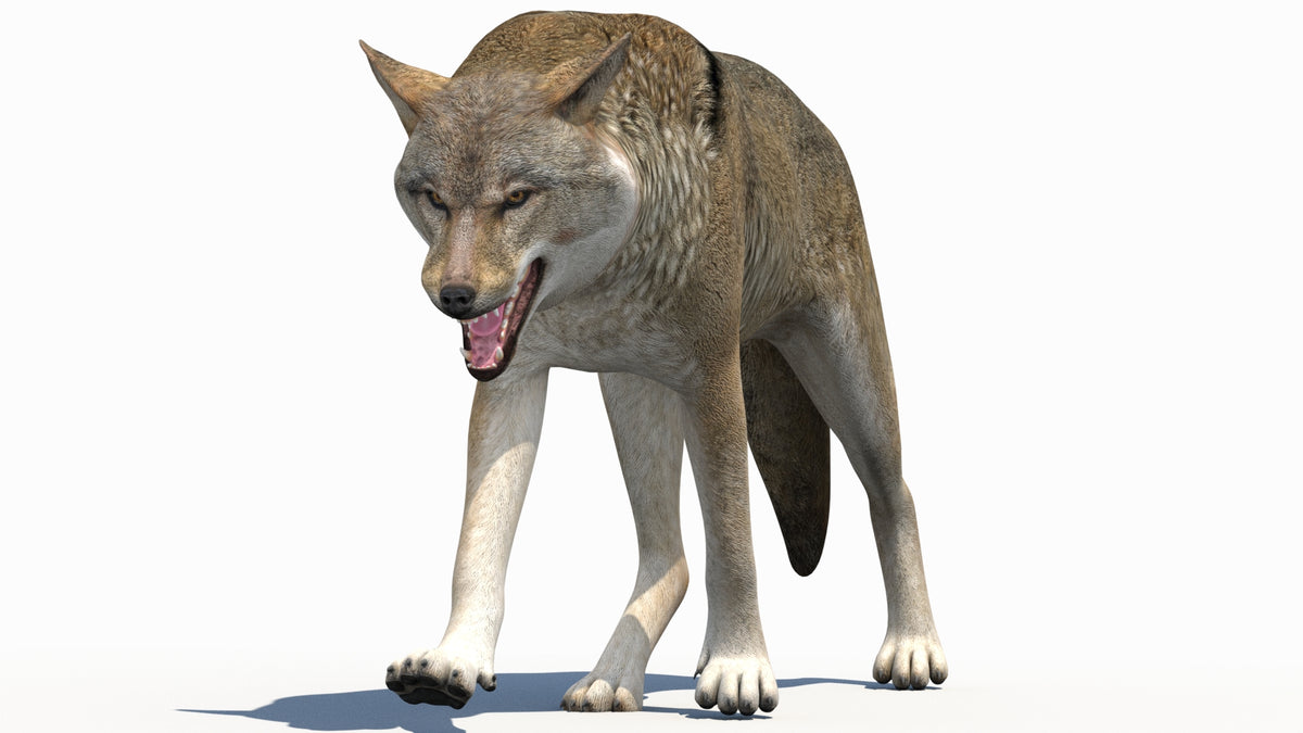 Red Aggressive Wolf 3d Model Animated