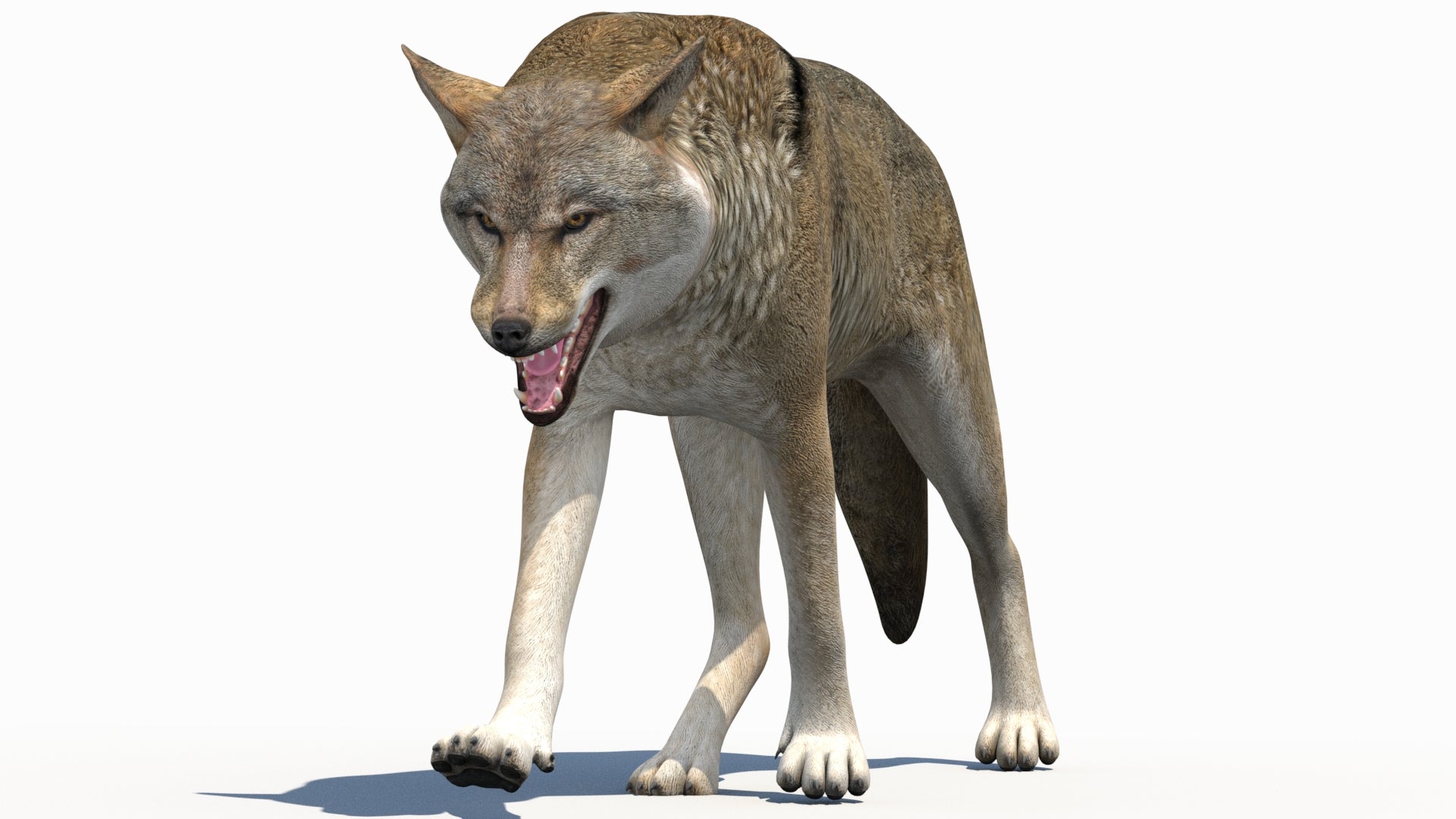 Red Wolf 3d Model Animated