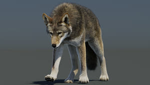 Animated Red Wolf 3D Model Fur Thumbnail