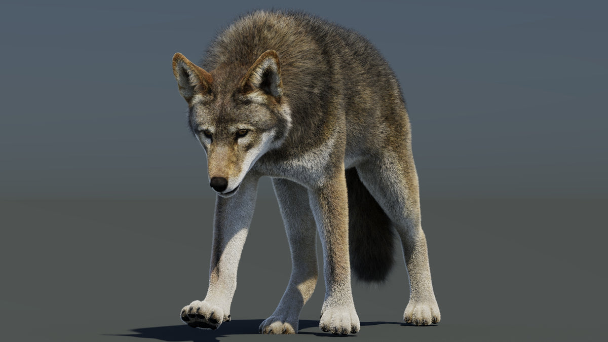 Animated Red Wolf 3D Model Fur