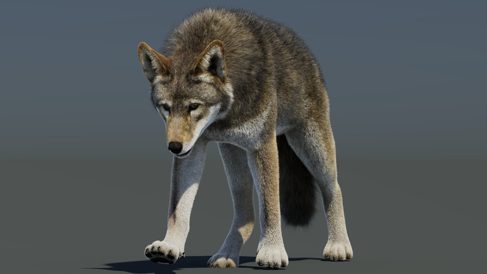 Animated Red Wolf 3D Model Fur