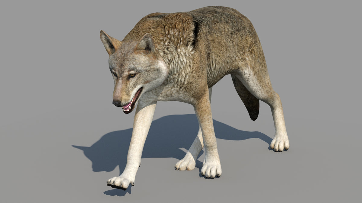 Animated Red Wolf 3d Model for Game, and CGI