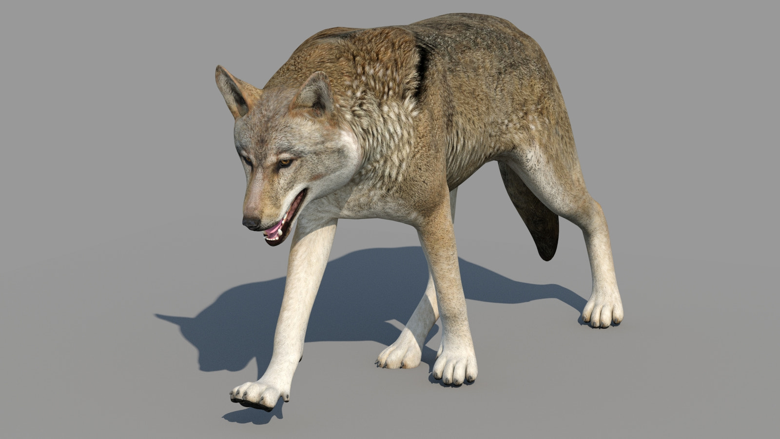 Animated Red Wolf 3d Model for Game, and CGI