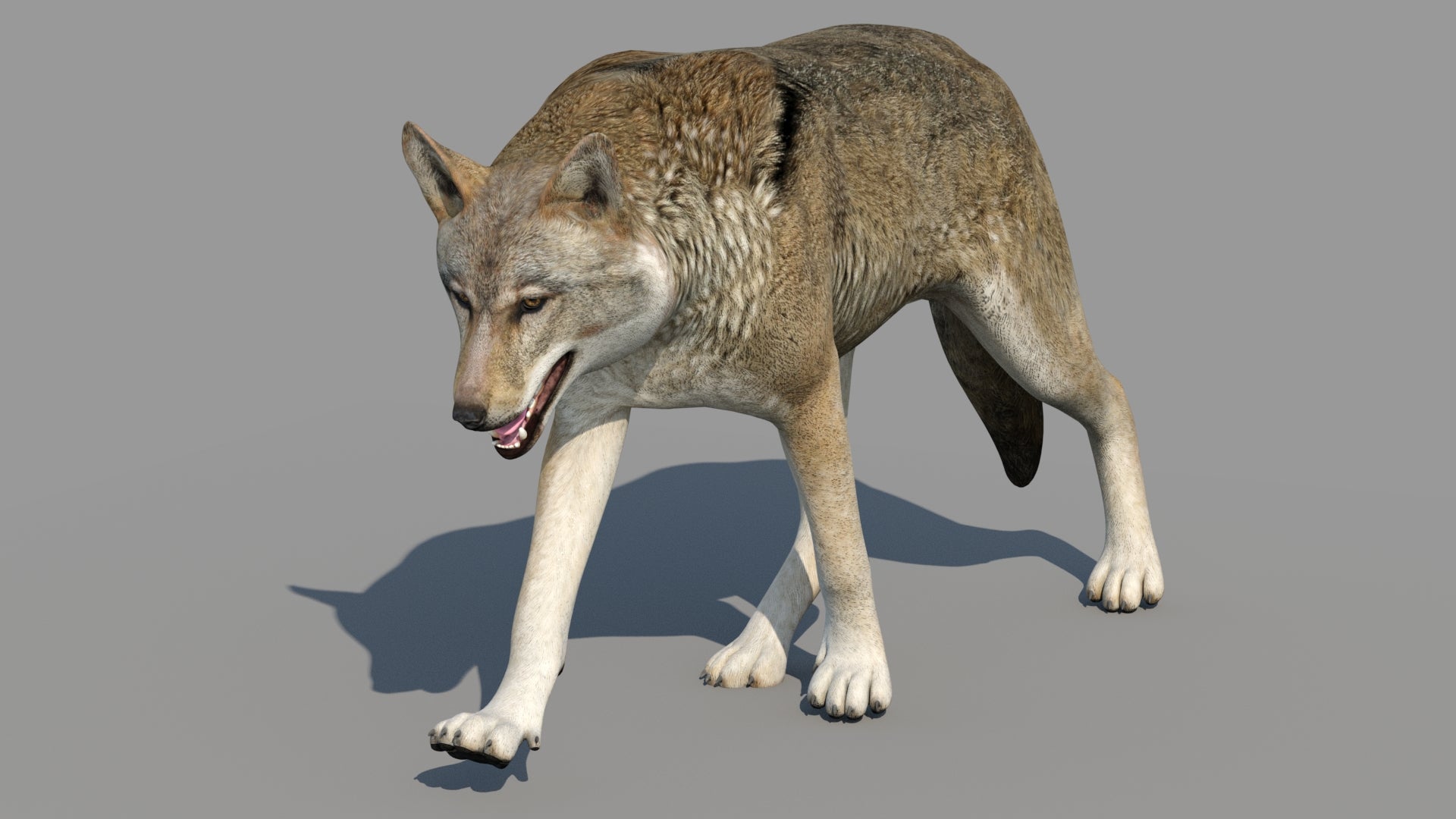 Red Wolf 3d Model Animated