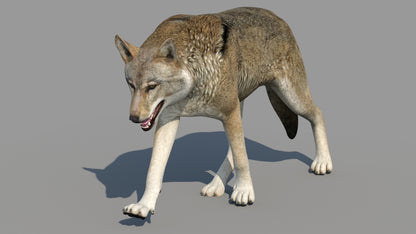 Red Wolf 3d Model Animated
