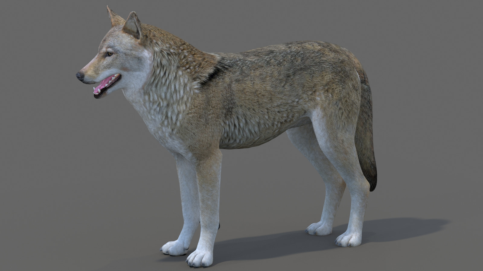 Red Wolf 3D Model