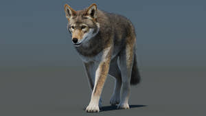 Animated Red Wolf 3D Model Fur Thumbnail