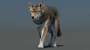 Animated Red Wolf 3D Model Fur Thumbnail