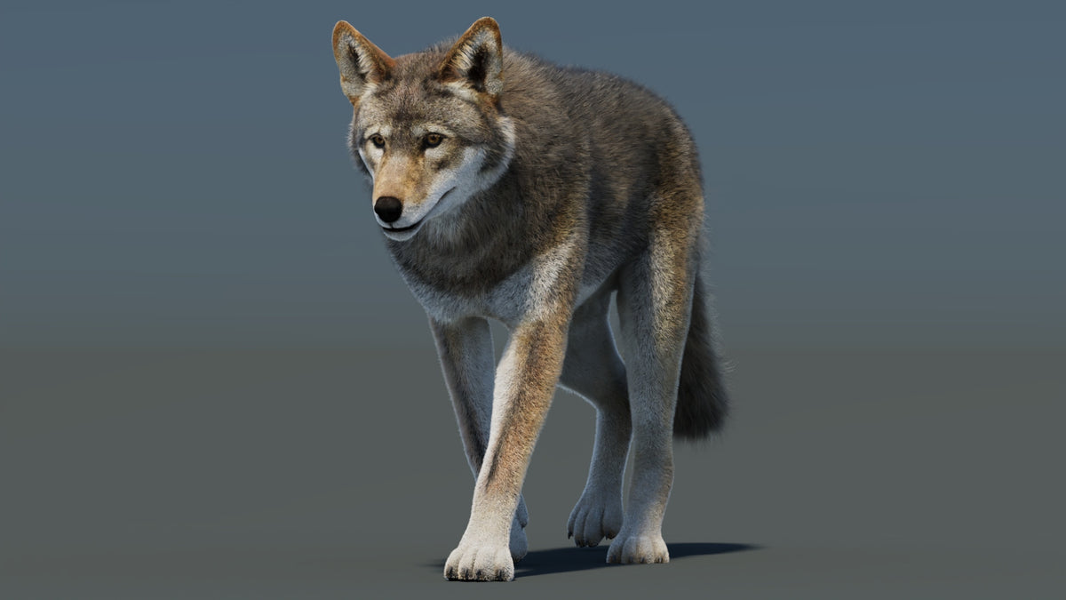 Animated Red Wolf 3D Model Fur