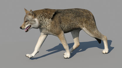 Red Wolf 3d Model Animated