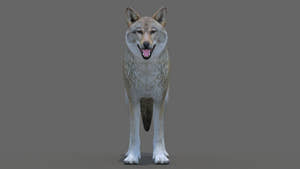Realistic Red Wolf 3D Model for Game Thumbnail