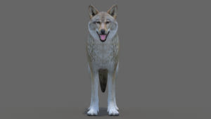 Realistic Red Wolf 3D Model for Game Thumbnail