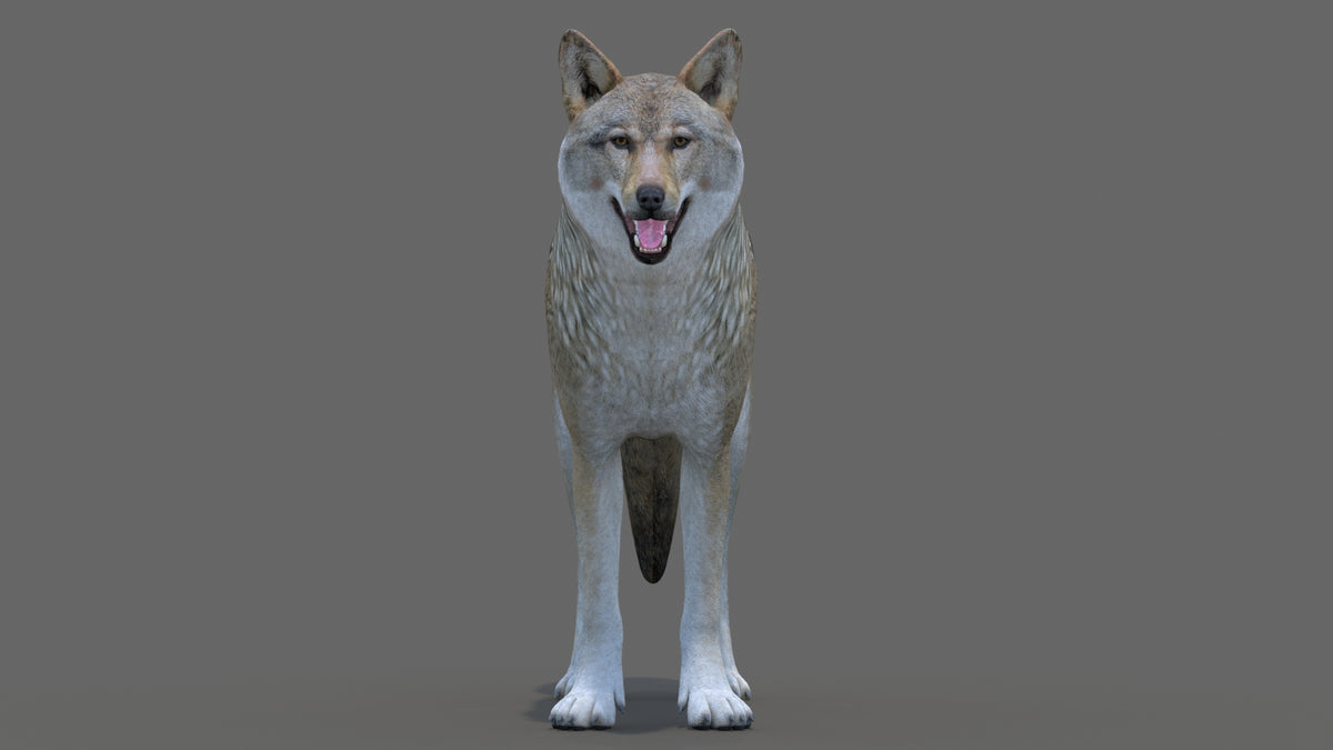 Realistic Red Wolf 3D Model for Game
