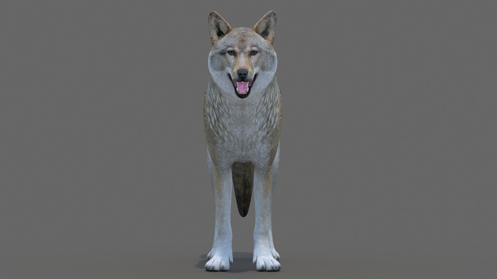 Realistic Red Wolf 3D Model for Game