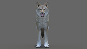 Realistic Red Wolf 3D Model for Game Thumbnail