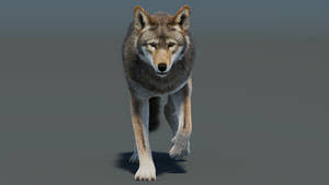 Animated Red Wolf 3D Model Fur Thumbnail