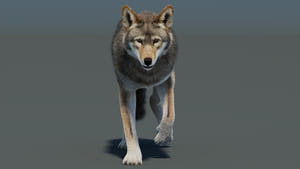 Animated Red Wolf 3D Model Fur Thumbnail