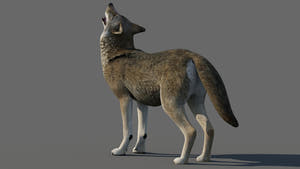 Red Wolf 3d Model with Animations Thumbnail