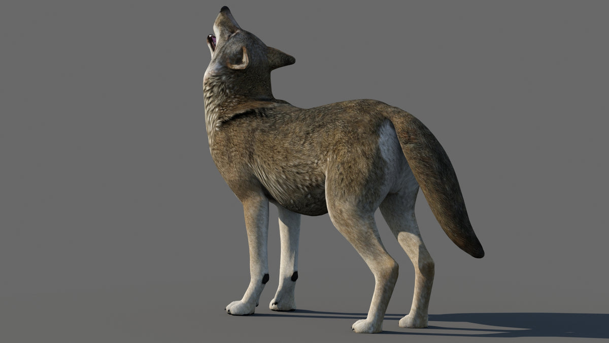 Red Wolf 3d Model with Animations