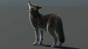 Animated Red Wolf 3D Model Fur Thumbnail