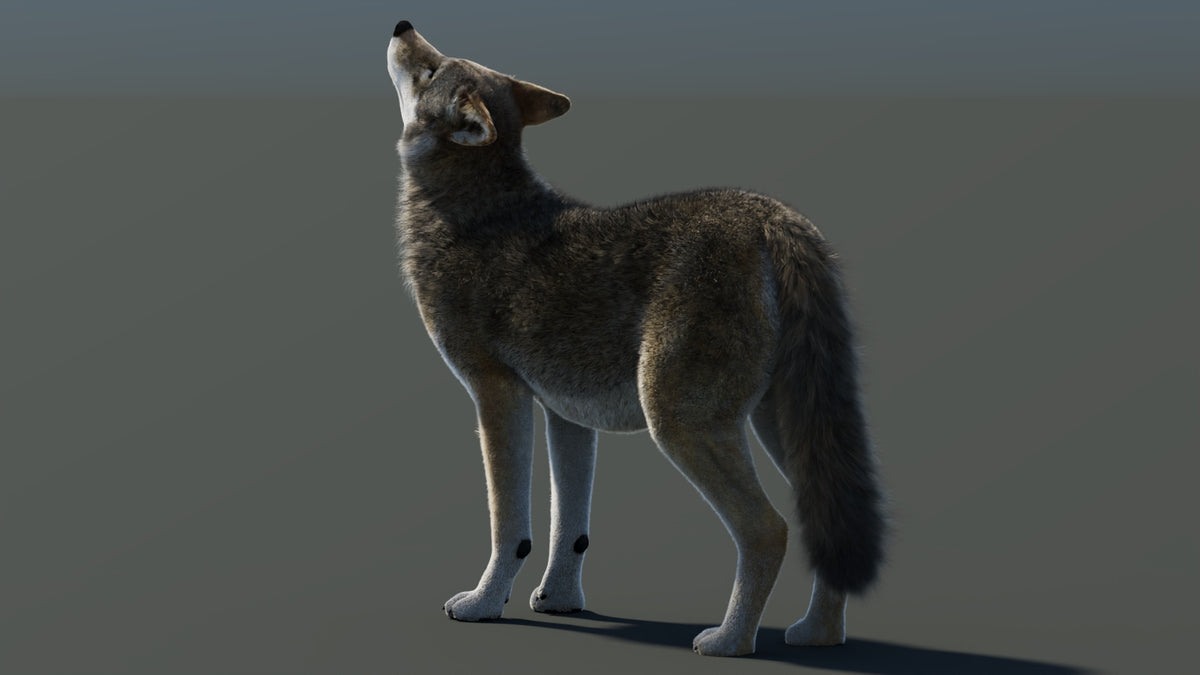 Animated Red Wolf 3D Model Fur