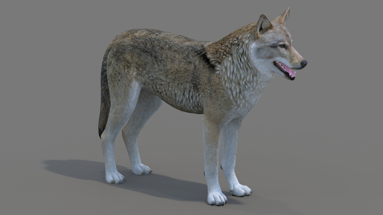 Realistic Red Wolf 3D Model for Download
