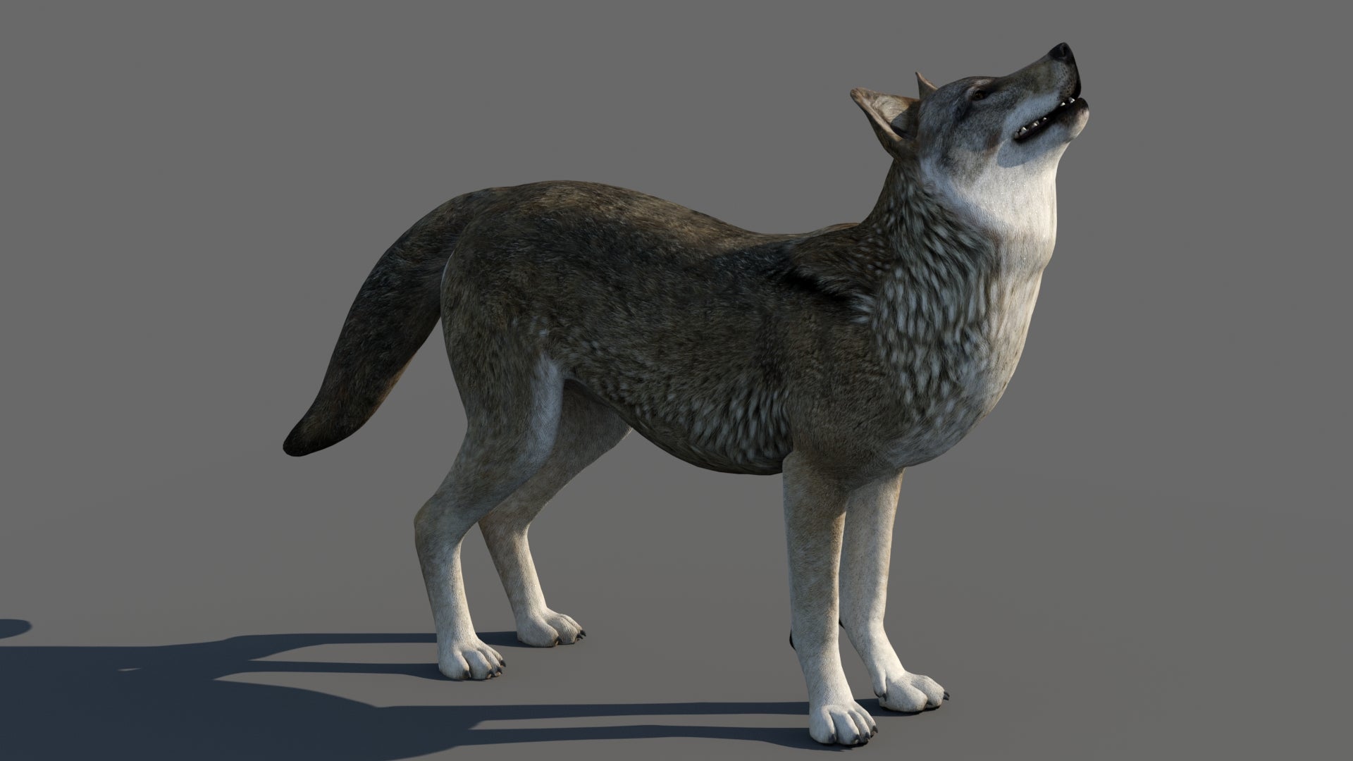 Fully Rigged and Animated Red Wolf 3d Model for Download