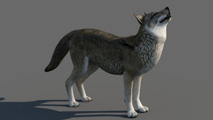 Fully Rigged and Animated Red Wolf 3d Model for Download Thumbnail