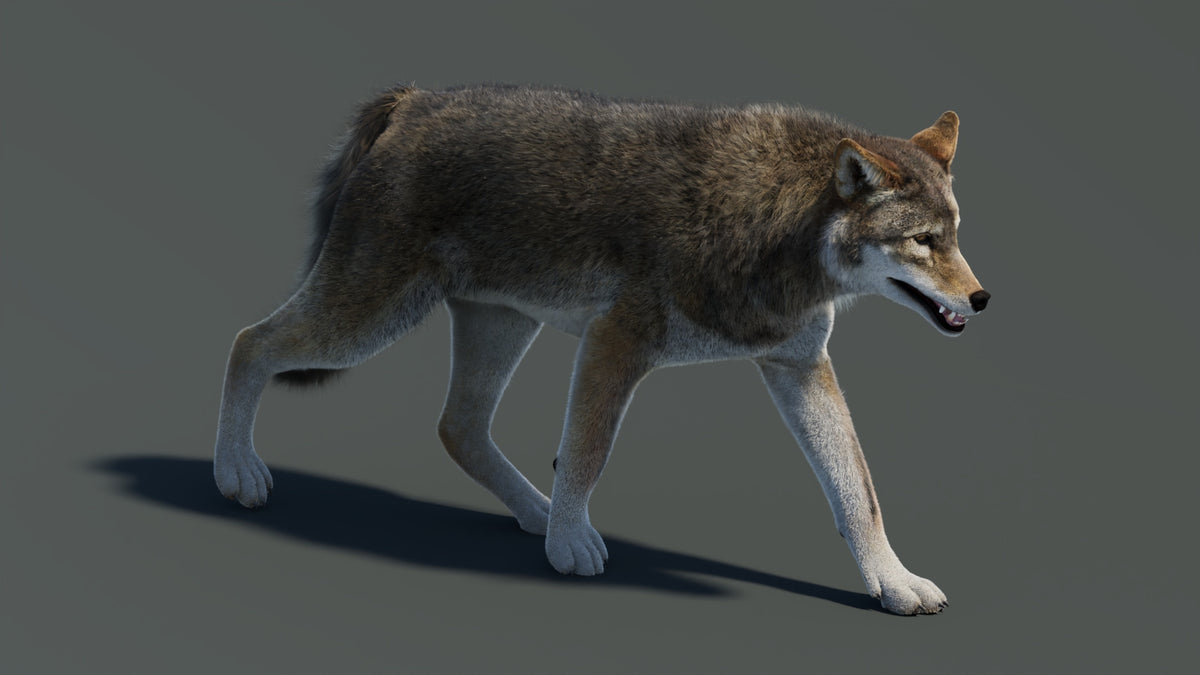 Animated Red Wolf 3D Model Fur