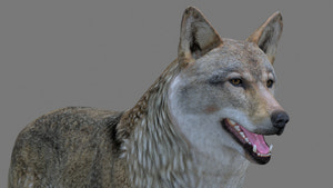 Red Wolf 3D Model Head Close Up View Thumbnail