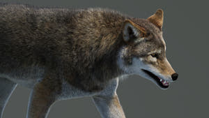 Animated Red Wolf 3D Model Fur Thumbnail