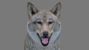 Realistic Red Wolf 3D Model for Download Thumbnail