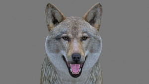 Realistic Red Wolf 3D Model for Download Thumbnail