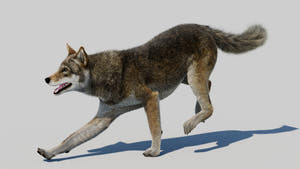Animated Red Wolf 3D Model Fur Thumbnail