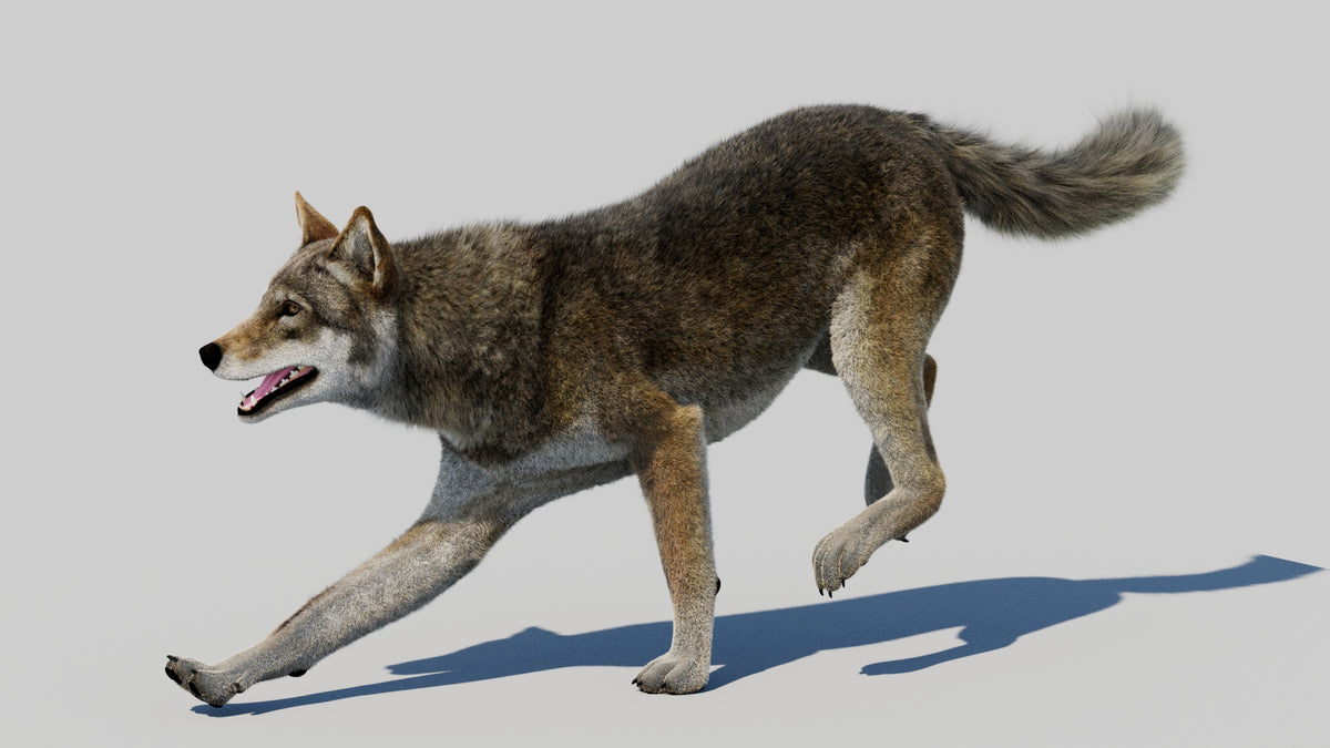 Animated Red Wolf 3D Model Fur