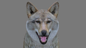 Realistic Red Wolf 3D Model for Download Thumbnail