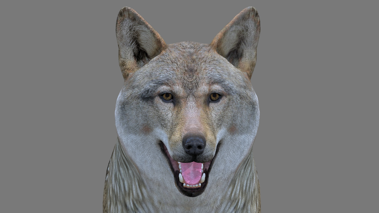 Realistic Red Wolf 3D Model for Download