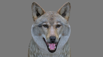 Red Wolf 3D Model