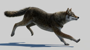 Animated Red Wolf 3D Model Fur Thumbnail