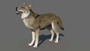 3D model of a wolf on a gray background Thumbnail