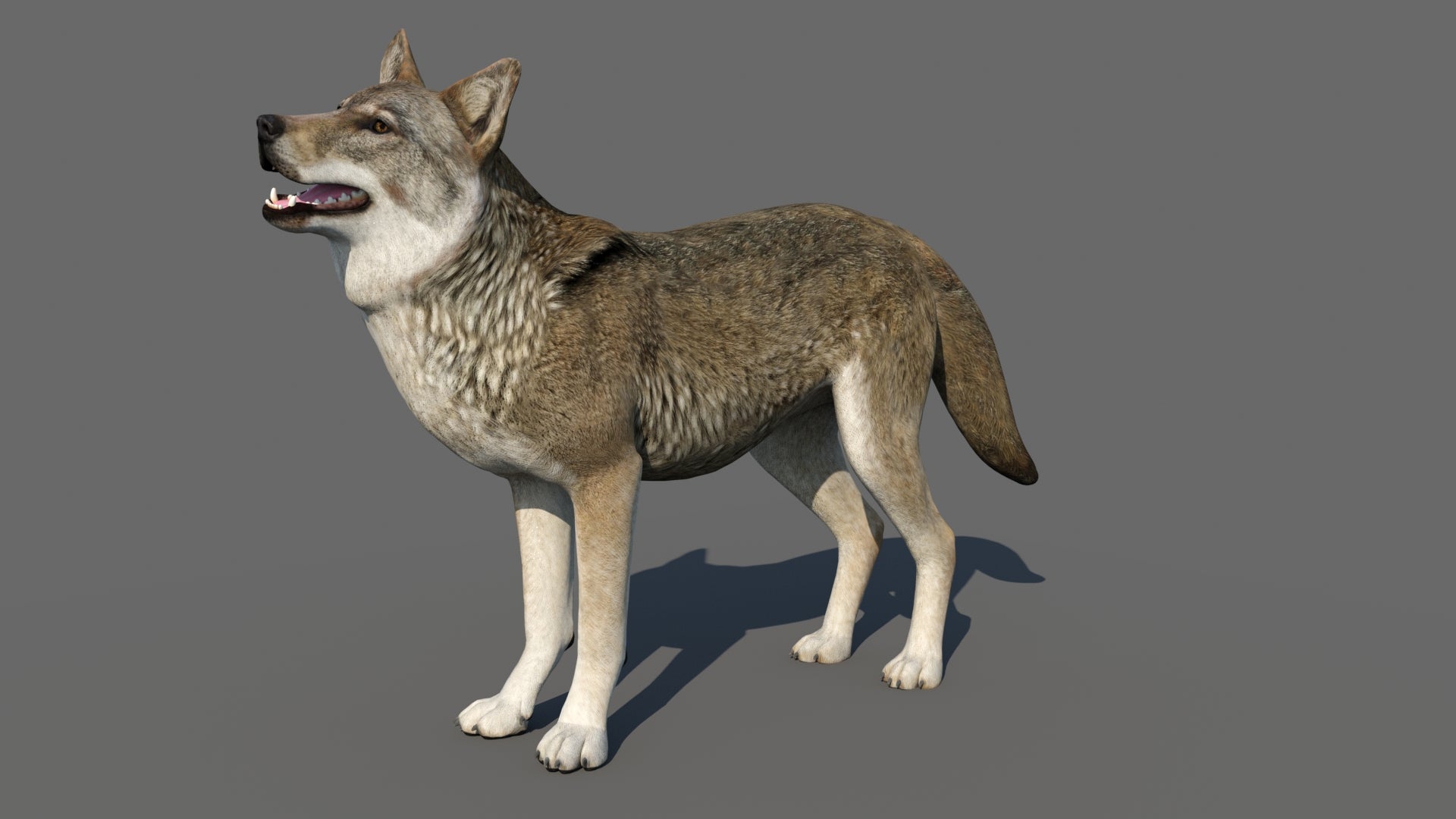 3D model of a wolf on a gray background