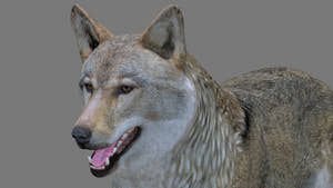 Realistic Red Wolf 3D Model for Download Thumbnail