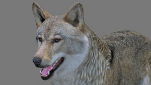 Realistic Red Wolf 3D Model for Download Thumbnail