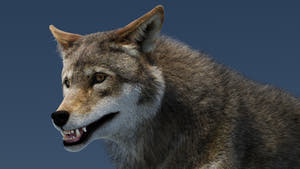Animated Red Wolf 3D Model Fur Thumbnail