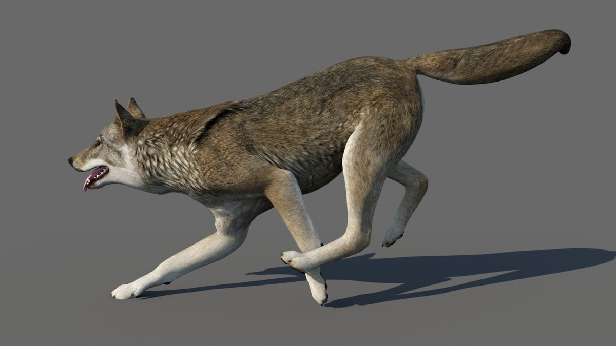 Running Animation of Red Wolf 3D Model