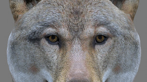 Realistic Red Wolf 3D Model Head close Up  Thumbnail