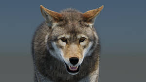 Animated Red Wolf 3D Model Fur Thumbnail